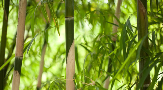 Carbon Neutrality