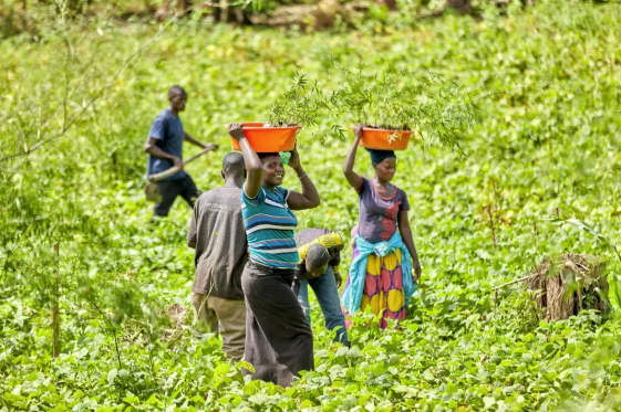 Carbon Net Zero Plus+