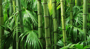 Is bamboo really 'healthier'?