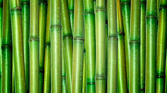A Green Breakthrough: Bamboo Bioplastic That Decomposes in Just 50 Days