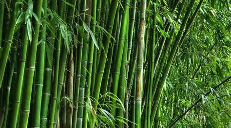 How Sustainable is Bamboo?