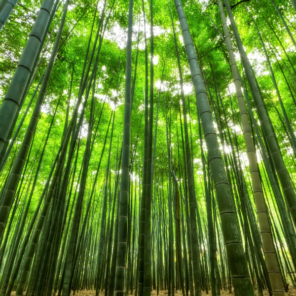 Bamboo forest glade