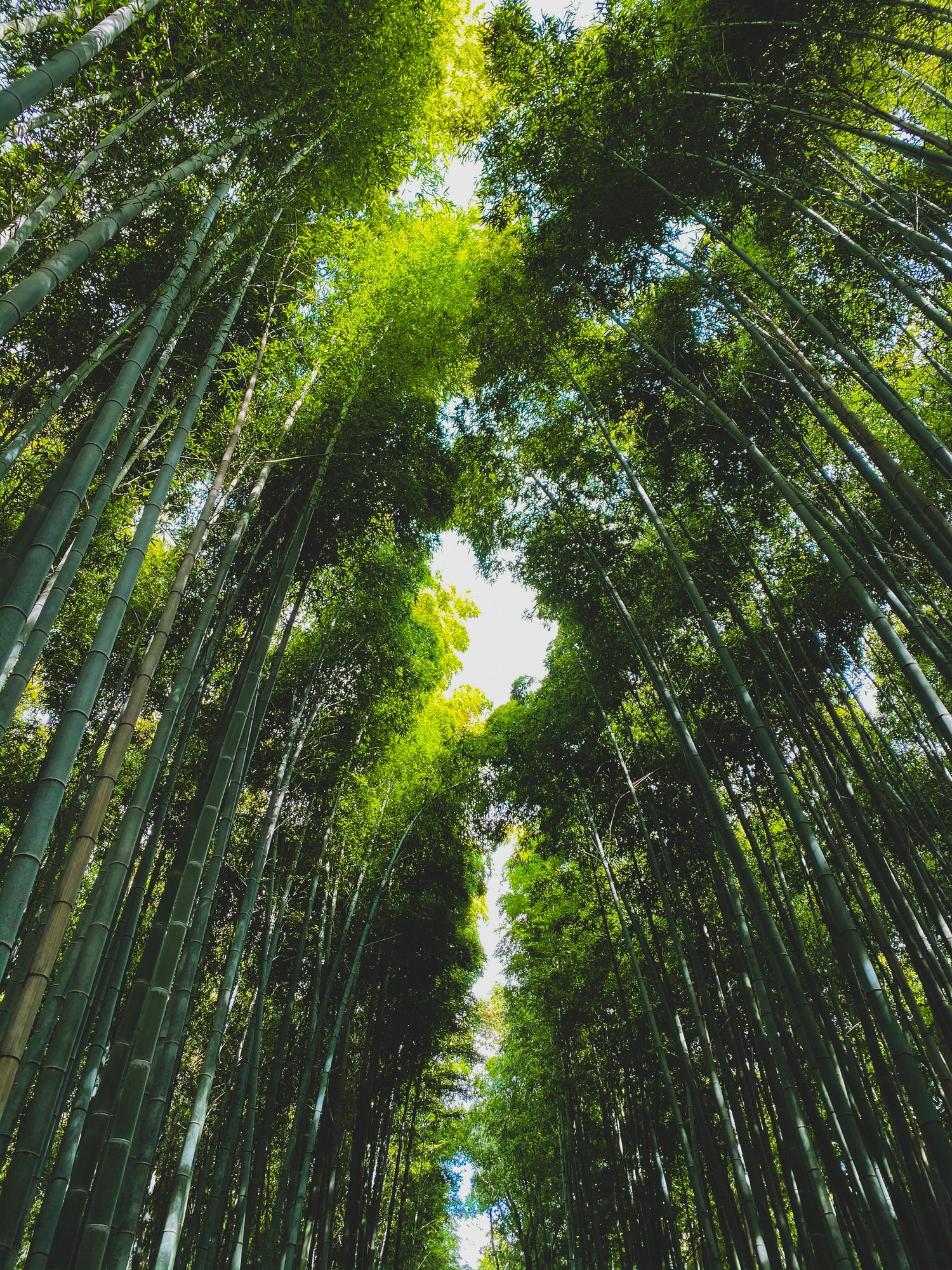pexels-marcel-kodama-3632689.jpg